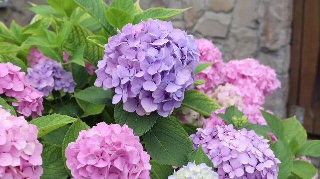 Pink, purple, and blue hydrangea flowers blooming in garden near stone wall. Gardening and plant care. Decorative flowers in landscape design. Cottage or country garden. outdoor relaxation. 