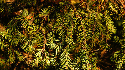 Green coniferous branches create a vibrant texture in a sunlit forest setting during early autumn © Alexandra