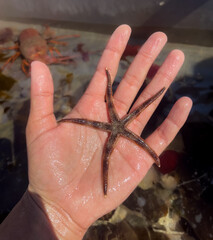 A delicate, tiny seastar resting in the palm of a hand