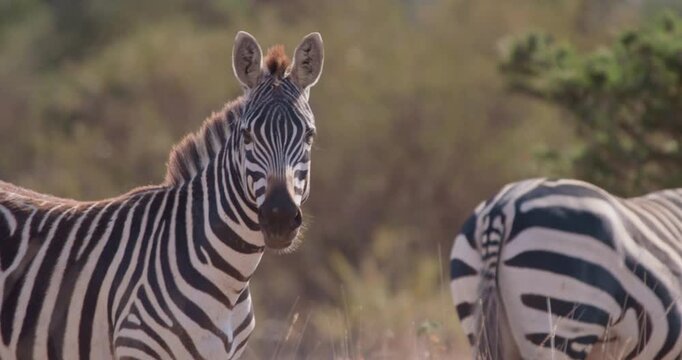 Wide of plains zebra (Equus burchelli) standing while facing towards camera in grassy savannah in sunny afternoon in Kenya