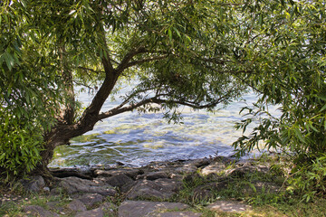 bodensee überlingen tree in the water 