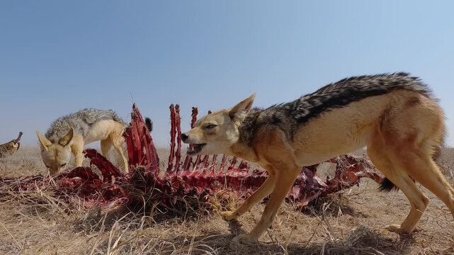 Low wide angle of a pair of Black-backed Jackals (Lupulella mesomelas) feeding on a carcass in dry savannah grassland at midday in Kenya
