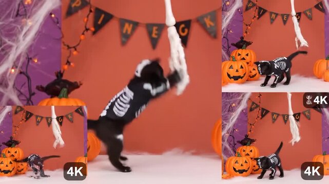 Playful Kitten in Skeleton Costume for Halloween - An adorable tiny kitten, dressed in a skeleton costume, playfully bats at a dangling plastic skeleton hand.
