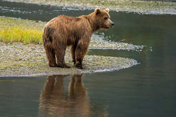 Portrait of brown bear with reflection on the shoreline in Lake Clark national Park, Alaska