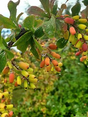 orange fruit tree