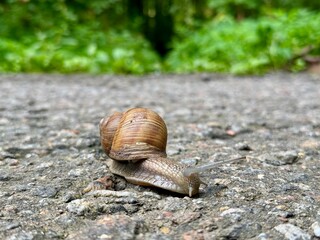 a beautiful snail with a shell crawls on asphalt in summer in a city park. High photo