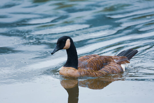 canada goose swimming in water