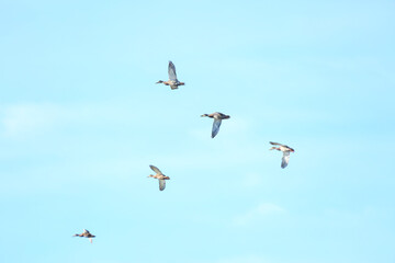 birds in flight