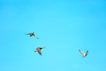 Obraz premium birds in flight
