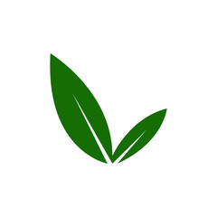 green leaves on white background