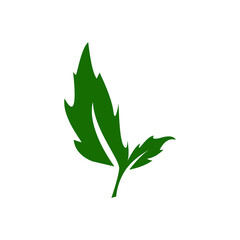 green leaf isolated on white background