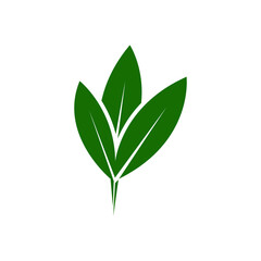 green leaf isolated on white background