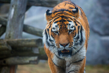 portrait of a tiger