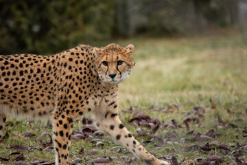 cheetah in the grass