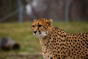 cheetah on the grass