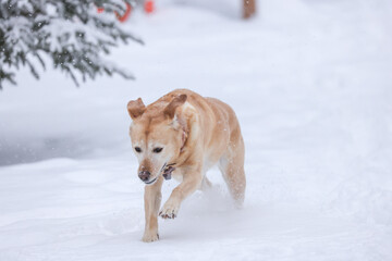 dog in snow