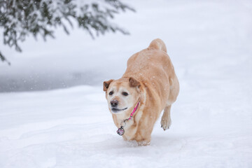 dog in snow