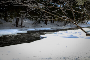 snow covered trees in winter