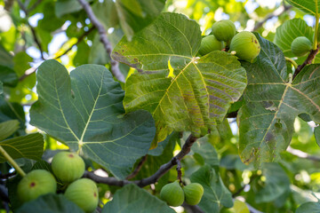 Broadleaf fig tree and ripening fig fruit