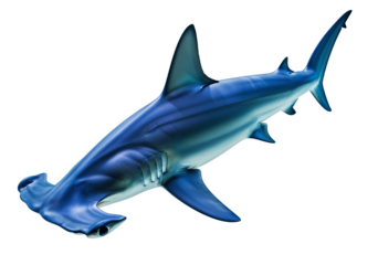 Great hammerhead shark (Sphyrna mokarran) PNG with a transparent background, a glossy and dynamic oceanic predator.