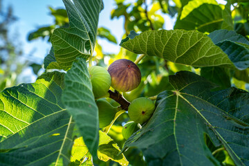 Broadleaf fig tree and ripening fig fruit