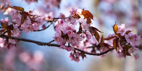 Close-up of delicate pink sakura flowers on a branch. Blurred flowers in the background create an airy depth, complemented by the blue sky. 