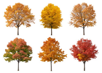 A collection of six autumn trees with different colored leaves on a black isolated background scene view