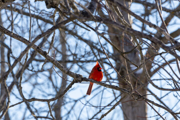 cardinal on a branch