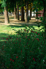 Low-angle vertical shot of a lush flowerbed with vibrant red and white tubular flowers, set against a sunny park backdrop with trees and a grassy lawn, evoking peace and natural beauty.