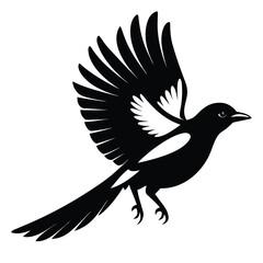 Obraz premium Silhouette of a magpie bird in flight with wings spread wide flying