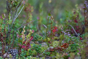 a closeup shot of green plants in forest