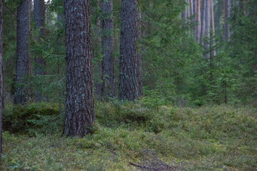 Obraz premium path in the woods