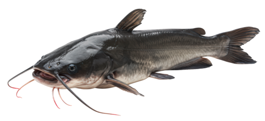 Black bullhead catfish, Ictalurus melas, with long whiskers, on a transparent background, PNG.