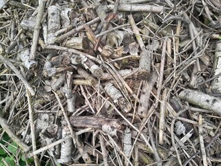Many fallen leaves, autumn park, carpet of dry fallen leaves on the ground