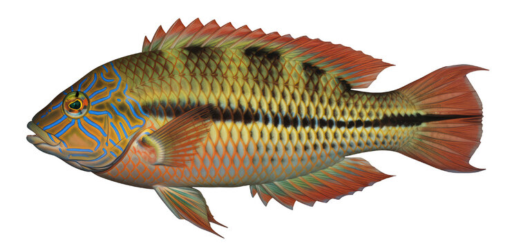 Corkwing Wrasse (Symphodus melops), illustrated in PNG with a transparent background, side view, colorful and realistic