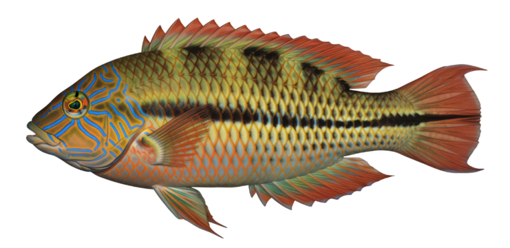 Corkwing Wrasse (Symphodus melops), illustrated in PNG with a transparent background, side view, colorful and realistic