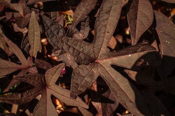Close-up of deep purple heart-shaped sweet potato leaves with a delicate pink flower bud. Soft lighting highlights rich textures and subtle contrasts in a dense, lush foliage bed.