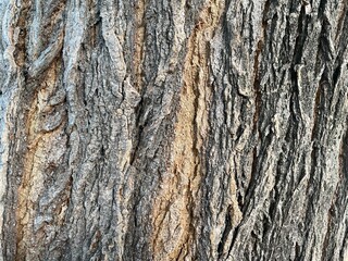 tree bark texture