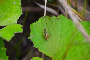 Photo. Japanese pine cricket. On a green leaf.