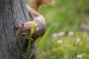 squirrel in the park