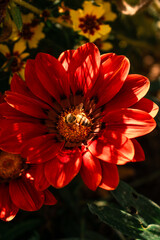 Vibrant red flower with a bee collecting pollen in golden center, captured in natural light, symbolizing nature’s beauty and pollination