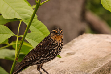 sparrow on a branch