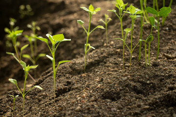 Green seedlings in the ground. Recommendations for the care of seedlings.Seedlings of crops.