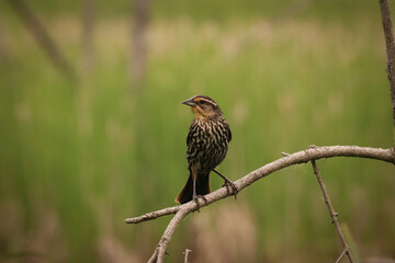 american robin on a branch