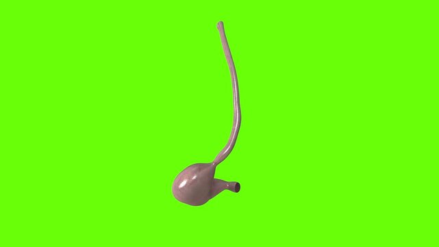 Acute pain in the stomach. Minimal modern seamless motion design. Animation 3D