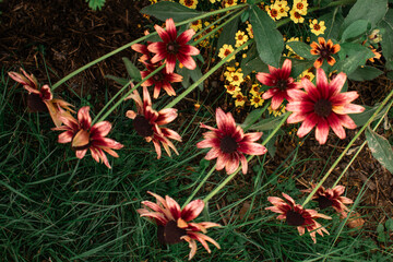 Close-up of blooming Rudbeckia with velvety reddish-peach petals and dark centers, surrounded by blurred yellow flowers and green foliage. Perfect for nature and garden themes