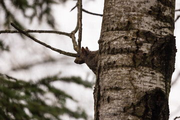 squirrel on tree
