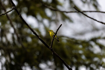 bird on a branch