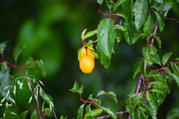 In the photo, paradise apples growing on a branch are covered with raindrops.