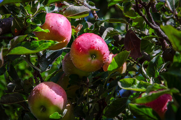 Red apples on a tree after rain, growing in the garden.